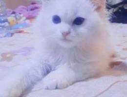 Persian cat 100 Ø£Ù„Ù Ù„ÙŠØ±Ø©