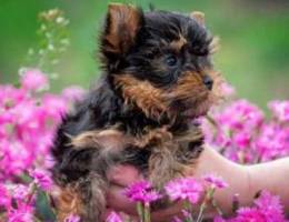 Tiny Boy Yorkshire Terrier