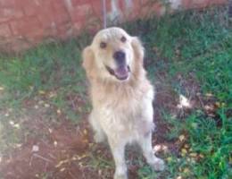 golden retriever male