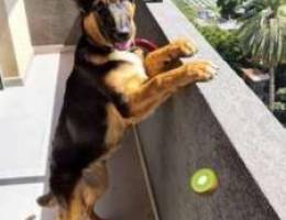 German sheperd for sale