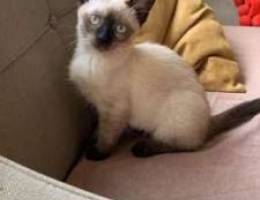 Siamese kitten for sale