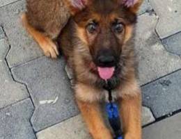 German shepherd