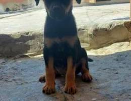 Rottweiler female 65 days old