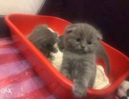 Scottish fold purebred