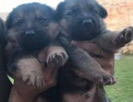 German Shepherd puppies