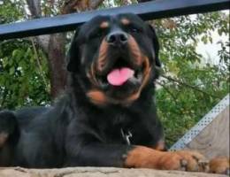 rottweiler