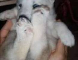 Alasskan mamute long hair big size 2 poppy...