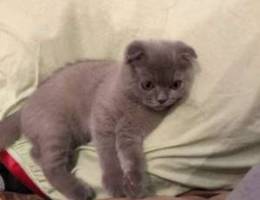 Scottish fold blond