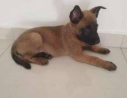 Malinois Pure