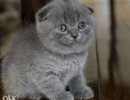 Scottish fold& British shorthair