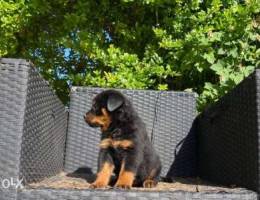 Rottweilers