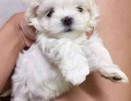 Bichon teacup