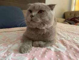 Scottish fold