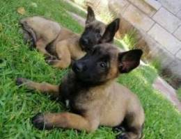 Malinois