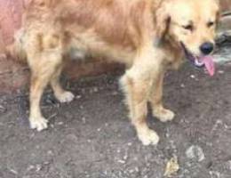 golden retriever long hair oomro 10 chhour