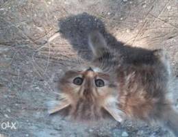 Cat siberian long hair chikola color