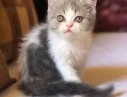 british kitten for sale