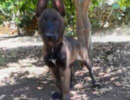 Malinois puppy