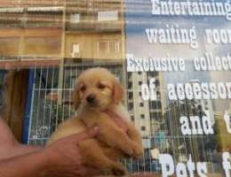 Golden retriver gold and bear face