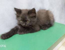 2 female and 1 male Chinchilla kittens