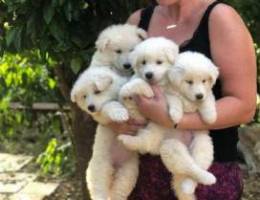 European Swiss shepherd puppies