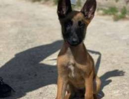 3 months old pure Malinois puppy for sale