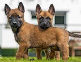 Malinois