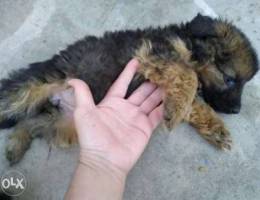 Gsd for sale