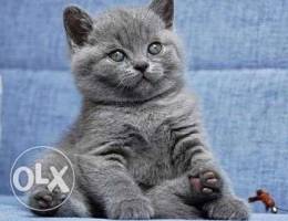 British shorthair male available