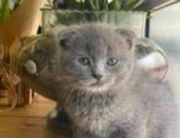 Scottish fold female kitten for sale pure ...