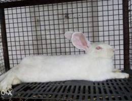 Giant Holland rabbit female