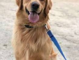 Golden retriver hight quality