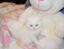 Scottish fold white and eyes white