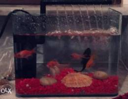 mini aquarium for sale