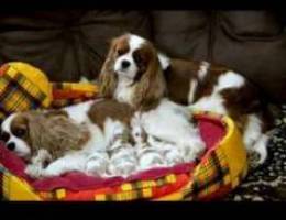 Cavalier King Charles