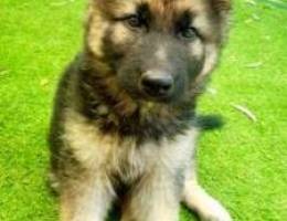 german shepherd