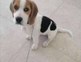 Beagle