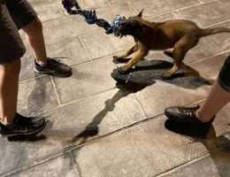 For sale male dog, Malinois, black face, p...