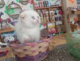 Scottish fold white and eyes white