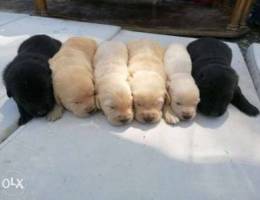 Black and white labrador