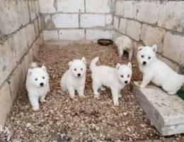 Full white huskies