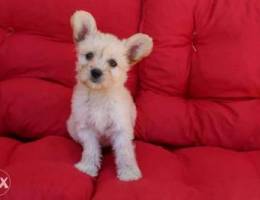 bichon papillon puppy