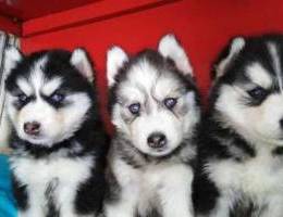 Husky black and white