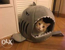 Shark bed