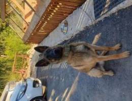 Belgain malinois pure breed 9 months old F...