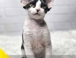 Charming boy Devon Rex