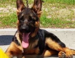 An excellent of a German shepherd of chapr...