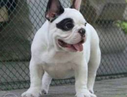 French bulldogs I can send the video