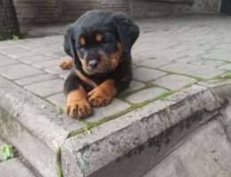 Rottweiler puppies for sale, four girls an...