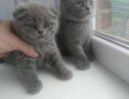 Scottish kittens for sale